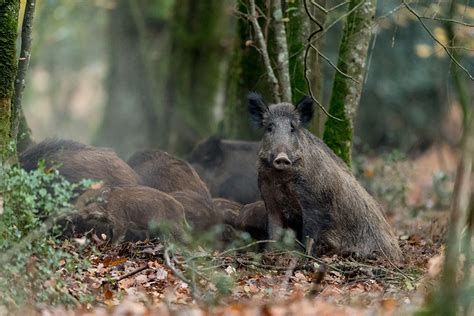 “Humans caused the overpopulation of wild boars” | CNRS News