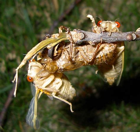 Brood XIII cicadas by James P - Cicada Mania