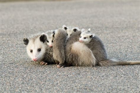 25 Cute Possum and Opossum Pictures | Reader's Digest