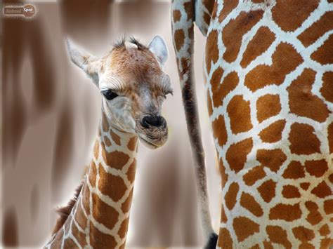 🔥 [50+] Baby Giraffe Wallpapers | WallpaperSafari