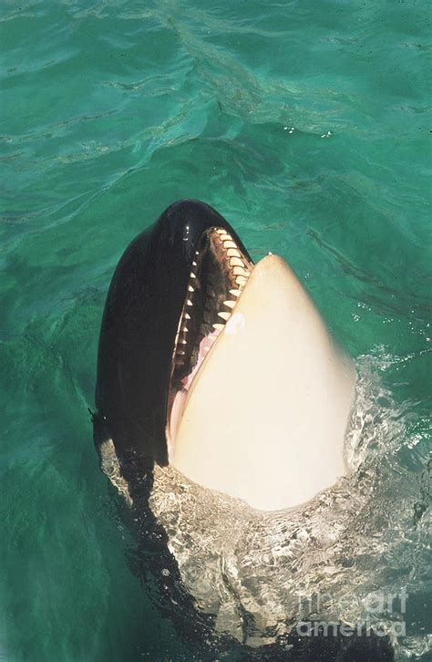 The original Shamu Orca Whale at Sea World San Diego California 1967 ...