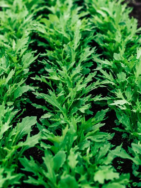 Tips for Growing Arugula Plants