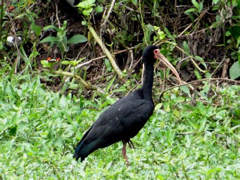 Maçarico-preto (Phimosus infuscatus) - FAUNA DIGITAL DO RIO GRANDE DO SUL