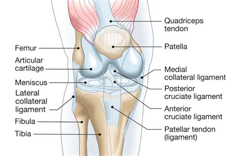 Knee - Boundless Physical Therapy & Sports Performance