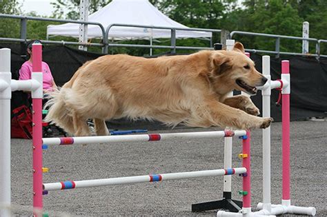 Mercer County Equestrian Center hosts first dog agility show - nj.com