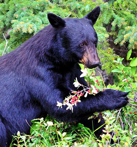 Black Bear eating berries - BearWise