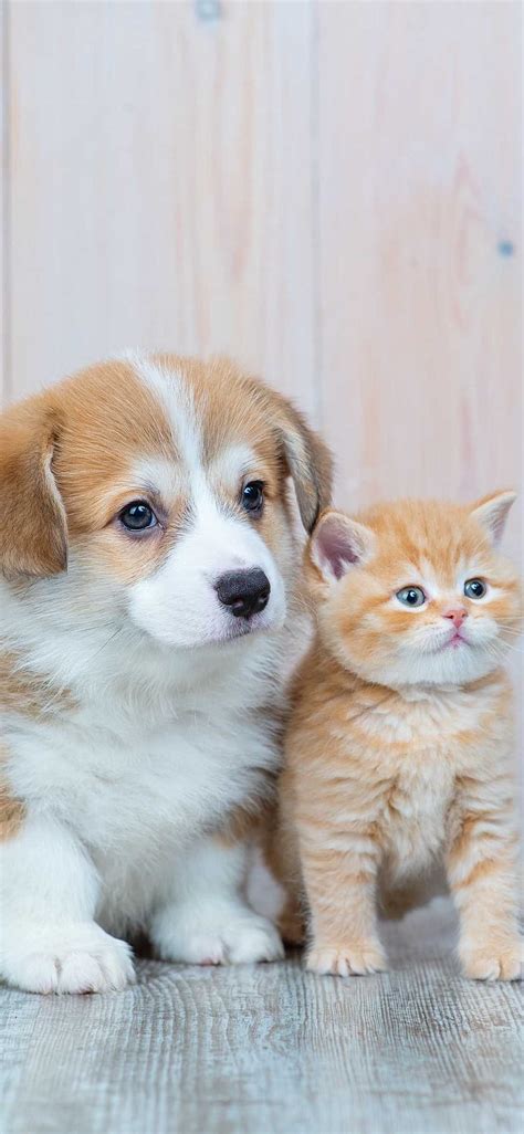 Dog and cat, animal, animals, cute, cute animals, dogs, puppy, small ...