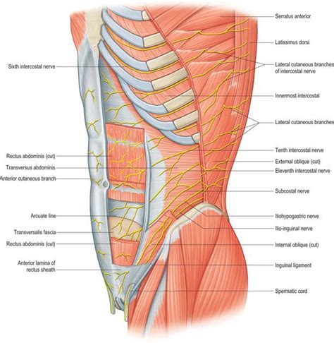 Anterior abdominal wall | Basicmedical Key