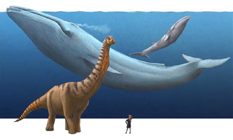 Dreadnoughtus Pictures & Facts - The Dinosaur Database