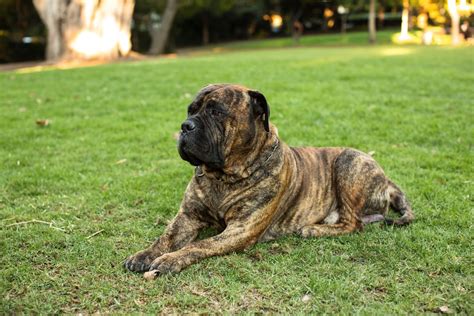 Brindle Mastiff: Facts, Origin & History (With Pictures) | Hepper