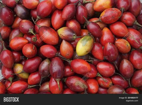 Tamarillo Harvest Image & Photo (Free Trial) | Bigstock