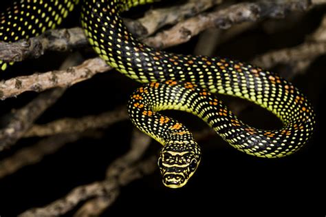 Paradise Flying Snake Facts and Pictures | Reptile Fact