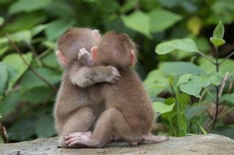 two adorable baby monkeys hugging Chihuahua, Animals And Pets, Funny ...