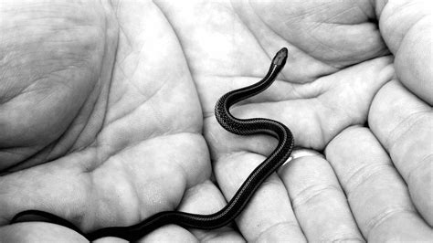 Black Mamba Snake Facts: Separating Myth From Reality