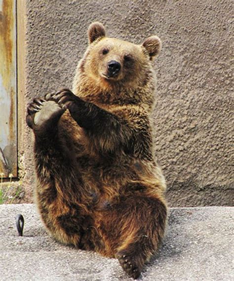 Yoga bear (7 pics) | Amazing Creatures