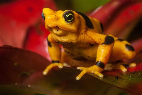 Panamanian Golden Frog Facts - CRITTERFACTS