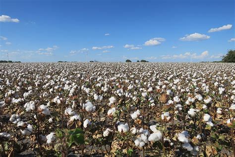 Texas Cotton Crop 2024 - Taffy Cristin