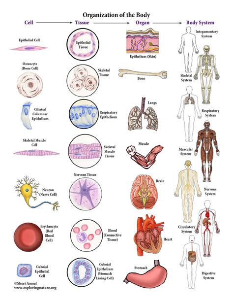 Levels of Organization in the Body - Cells to Organisms (Color)