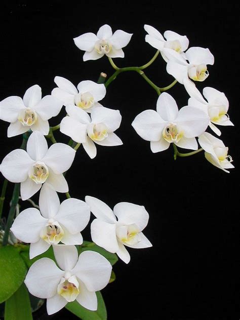 Phalaenopsis aphrodite - World of Flowering Plants