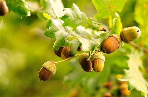 Tons of acorns in your yard? It must be a mast year