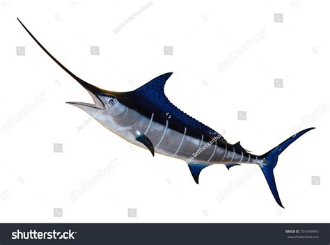 45 Sword Shark Stock Photos, Images & Photography | Shutterstock