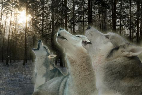 Howling At The Moon: Communication And Connection For Healing The Pack