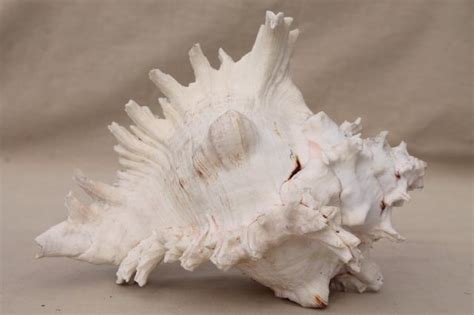 large old spiky conch sea shell, natural history specimen / rustic ...