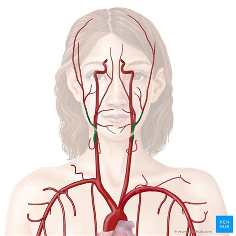 External carotid artery and its branches | Carotid artery, Internal ...