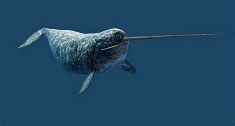 Narwhal – Monodon monoceros | Facts About Animals