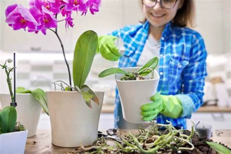 New Zealand Sphagnum Moss For Orchids (How To Use Correctly) - Gardenia ...