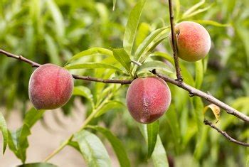 List of Types of Peach Trees | Home Guides | SF Gate