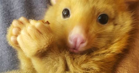 Rare Golden Possum Named Pikachu Looks Like a Real-Life Pokemon