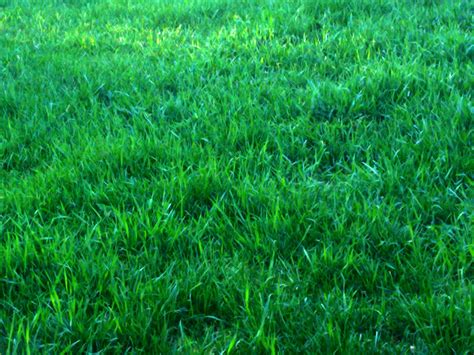 Green Grass Background Free Stock Photo - Public Domain Pictures