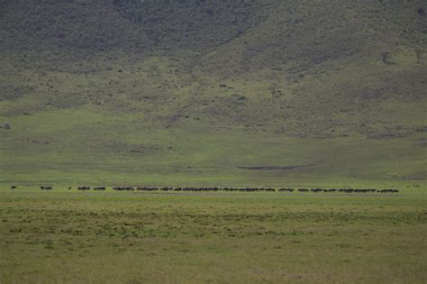 Wildebeest Migration Ngorongoro - Free photo on Pixabay - Pixabay