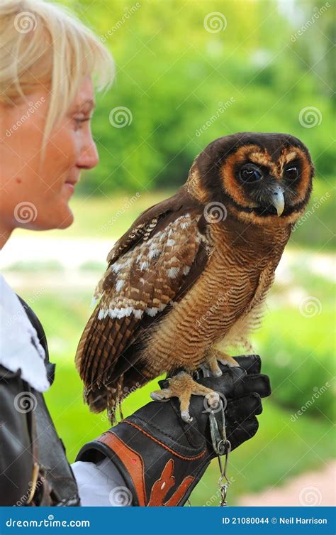 Breeding Eagle Owls editorial stock image. Image of eurasian - 21080044