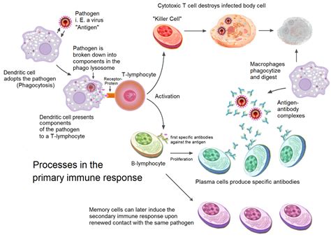 Decrease in Antibodies Against SARS-CoV-2 Over Time and Current Role of Serological Testing ...