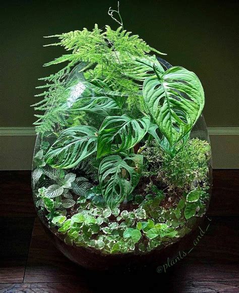 Indoor plant care tips house plants decor indoor plants modern plant ...