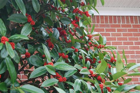 Ilex latifolia 'Alva' – Nurseries Caroliniana