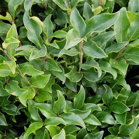 9.25 in. Pot - Curly Leaf Ligustrum Recurvifolia, Evergreen Shrub ...