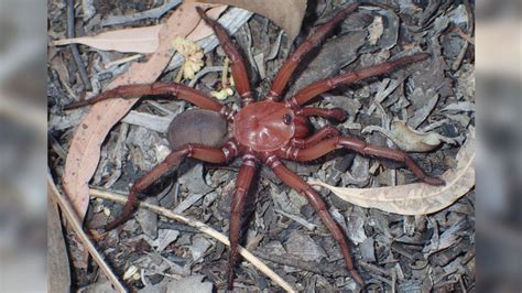 Rare giant spider species spotted in Queensland | CNN