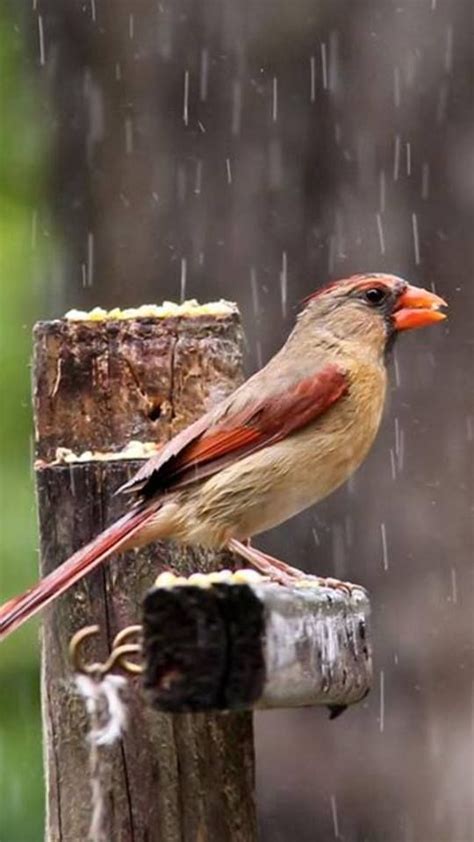 Pin by Sabina Hatibović on KAPI / DROPS | Beautiful birds, Pretty birds, Birds