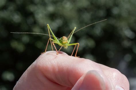 How to Keep a Cricket as a Pet - It IS Possible! | Pet Comments