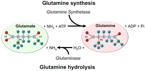 Nutrients | Free Full-Text | Glutamine: Metabolism and Immune Function, Supplementation and ...