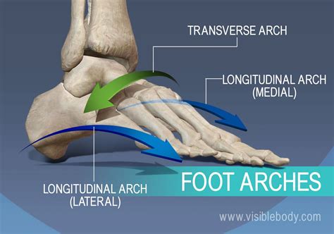 Appendicular Skeleton | Learn Skeleton Anatomy