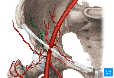 External Iliac Artery - Anatomy and Branches | Kenhub