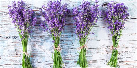 100 uses of lavender leaves - All Uses of