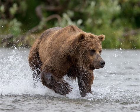 The Alaskan Brown Bear - All Alaska Outdoors Lodge - Soldotna, AK