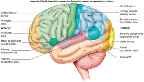 areas of brain Gross Anatomy, Brain Anatomy, Anatomy And Physiology ...