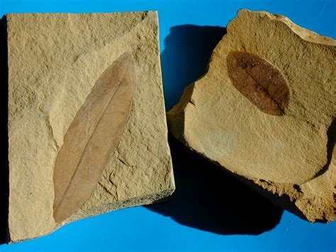 Succor Creek Miocene Leaf Fossils