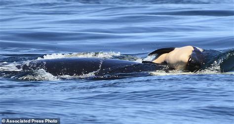 Killer whale Tahlequah 'who mourned her dead calf for 17 DAYS' gives birth | Daily Mail Online